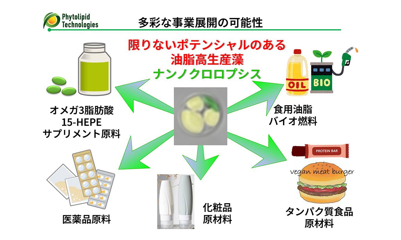 Potential for diverse business development utilizing the potential of Nannochloropsis