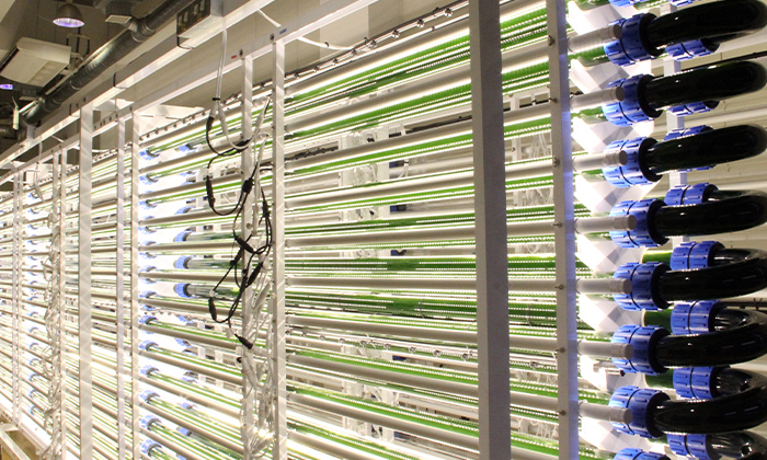 A 1000L tubular bioreactor installed in the Clean Technology Lab+. Algae flow through the light-illuminated glass tubes and are cultured.