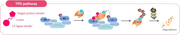 Fig3_標的タンパク質分解誘導剤による分解のイメージ（提供：ファイメクス）