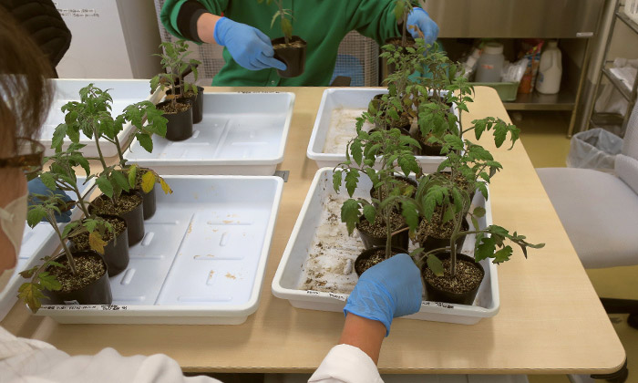 土壌環境が違う２種類のトマトの苗の出荷準備をする様子